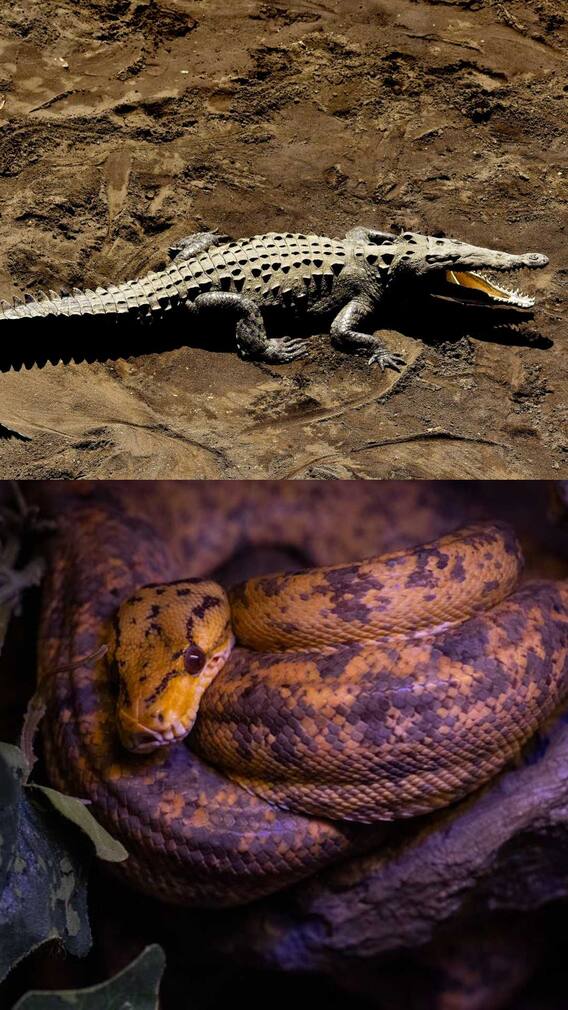 உலகின் ஆபத்தான ஊர்வன உயிரினங்கள்