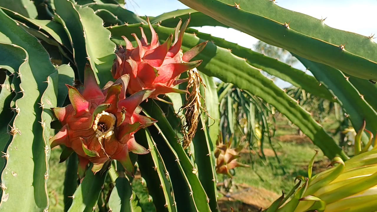 Dragon Fruit: கொஞ்சம் தண்ணீர் நிறைய மகசூல்,  மக்களுக்கு மகத்துவம் தெரியாததால் விலை இல்லை - விவசாயி வேதனை