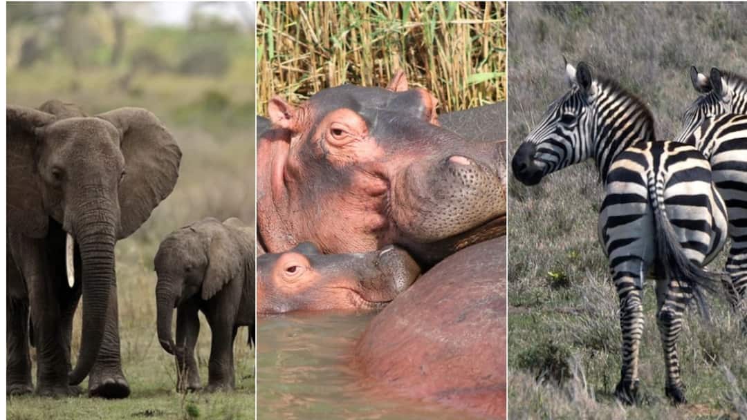 Namibia Cull: देशातील नागरिकांची भूक भागवण्यासाठी 723 जंगली प्राण्यांचा बळी देणार; नामिबिया सरकार हत्ती, पाणघोड्यांची कत्तल करणार Namibia plans to kill 723 wild animals elephants hippopotamuses and Zebra for meat food for peoples amid severe drought Namibia Cull: देशातील नागरिकांची भूक भागवण्यासाठी 723 जंगली प्राण्यांचा बळी देणार; नामिबिया सरकार हत्ती, पाणघोड्यांची कत्तल करणार