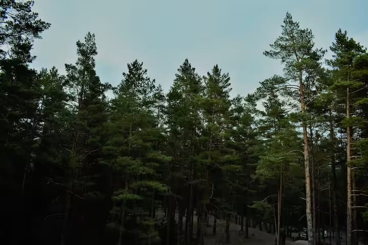 કૃષિ પ્રધાન શિવરાજ સિંહ ચૌહાણે કહ્યું કે તેમનું મંત્રાલય લગભગ એક એકર જમીન પર 'માતૃ વાન' તૈયાર કરશે. આ પગલું પર્યાવરણ સંરક્ષણના પ્રયાસોને પ્રોત્સાહન આપવા માટે લેવામાં આવી રહ્યું છે.