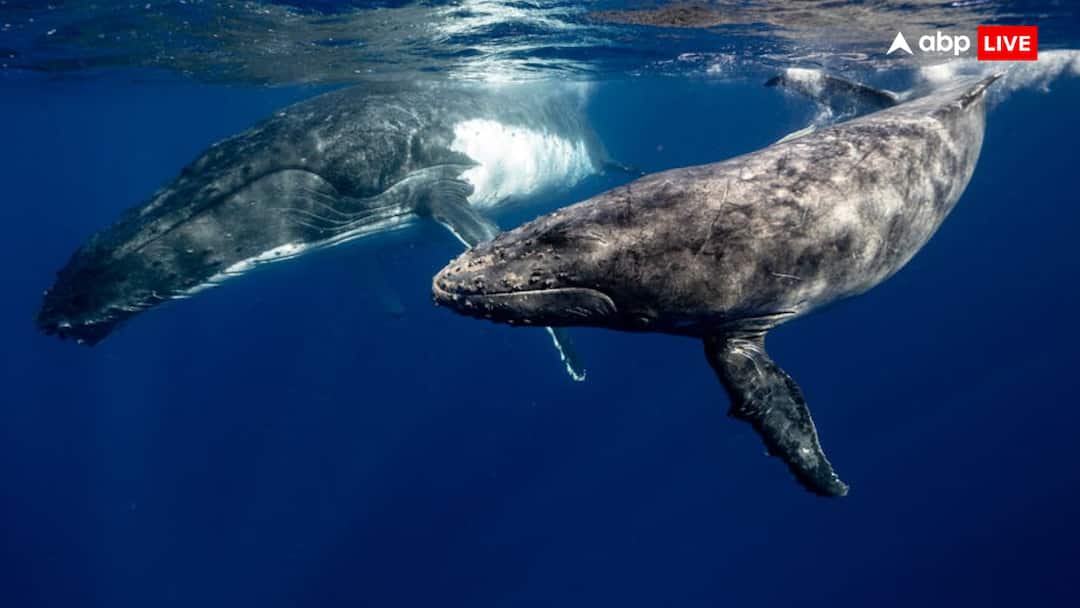 एक आंख खोलकर क्यों सोती है व्हेल मछली? कारण जानकर हैरान रह जाएंगे आप Why do whales sleep with one eye open You will be surprised to know the reason एक आंख खोलकर क्यों सोती है व्हेल मछली? कारण जानकर हैरान रह जाएंगे आप