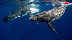 एक आंख खोलकर क्यों सोती है व्हेल मछली? कारण जानकर हैरान रह जाएंगे आप