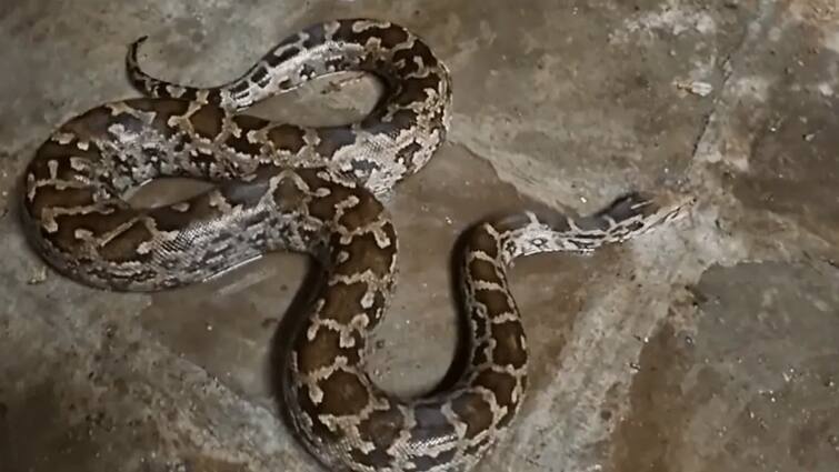 hyderabad man catches massive python with bare hand viral video Viral Video:குடியிருப்பில் நுழைந்த மலைப்பாம்பு.. அடுத்து நடந்த சம்பவம்! வைரல் வீடியோ