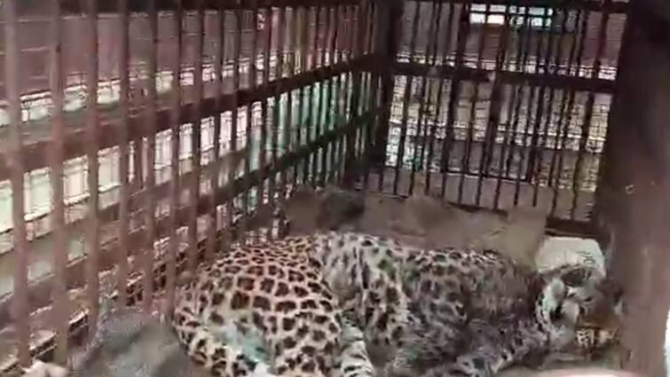 Dhamtari Wild Animal Leopard Enter Toilet to Drink Water Chhattisgarh Forest Department Caught ANN Chhattisgarh: धमतरी में घर के टॉयलेट में पानी पीने घुसा तेंदुआ, वन विभाग ने कड़ी मशक्कत के बाद पकड़ा