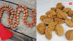 रुद्राक्ष और भद्राक्ष में क्या अंतर है?