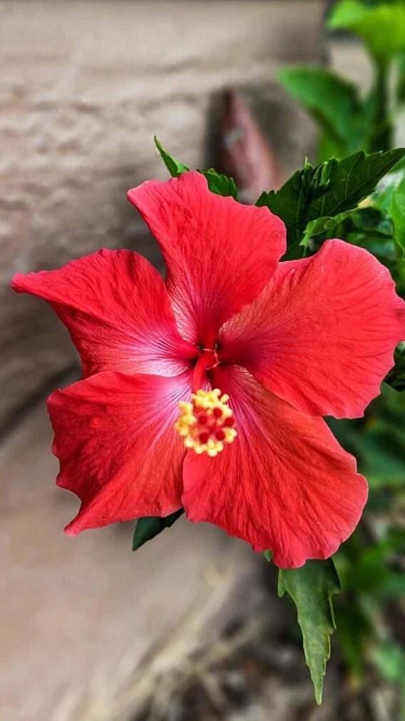 गणपती बाप्पाला जास्वंदीच फूल आणि दूर्वा  का वाहतात ? जाणून घ्या !