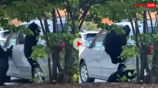 Video: भालू के बच्चों को खाने थे चिप्स तो मां ने उठा लिया खतरनाक कदम, वीडियो देखकर उड़ जाएंगे होश