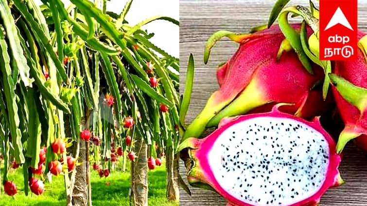 dragon fruit cultivation is so profitable Crazy subsidy given by tamilnadu Govt டிராகன் பழ சாகுபடி செய்தால் இவ்வளவு லாபமா...! அரசு வழங்கும் அசத்தல் மானியம்...