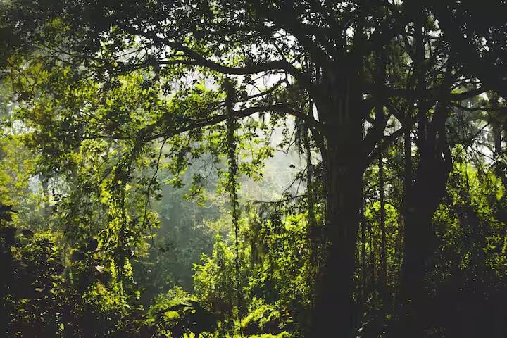કૃષિ પ્રધાને જણાવ્યું હતું કે આ પહેલ વિશ્વ પર્યાવરણ દિવસ પર વડા પ્રધાન નરેન્દ્ર મોદી દ્વારા શરૂ કરાયેલ વૈશ્વિક પહેલ 'એક પેડ મા કે નામ' અભિયાનનો એક ભાગ છે.