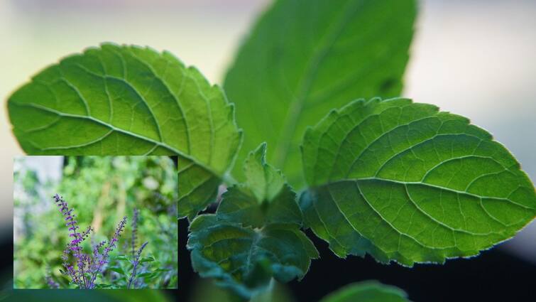 Amazing Benefits Of Drinking Tulsi Water In An Empty Stomach Tulsi Water: தினமும் துளசி தண்ணீர் குடிப்பது நல்லதா? தெரிஞ்சிக்கோங்க!