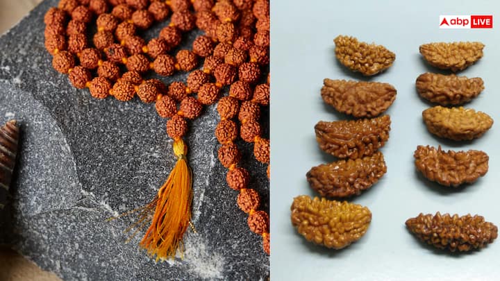 रुद्राक्ष(Rudraksha) 21 प्रकार के होते हैं, जिनमें 11 प्रकार के रुद्राक्ष का काफी ज्यादा किया जाता है, जबकि भद्राक्ष(Bhadraksha) एक ही तरह के होते हैं.
