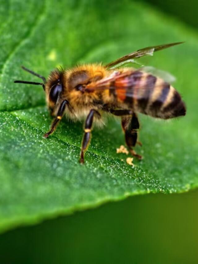 Bheda Insect किस देश में मधुमक्खी के डंक से होता है इलाज?
