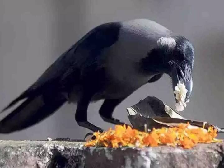 पितरों की शांति और पितृ दोष से मुक्ति पाना चाहते हैं तो पितृ पक्ष में ब्राह्मण को भोजन कराएं, पंचबली भोग निकालें, जरुरतमंदों को दान दें.