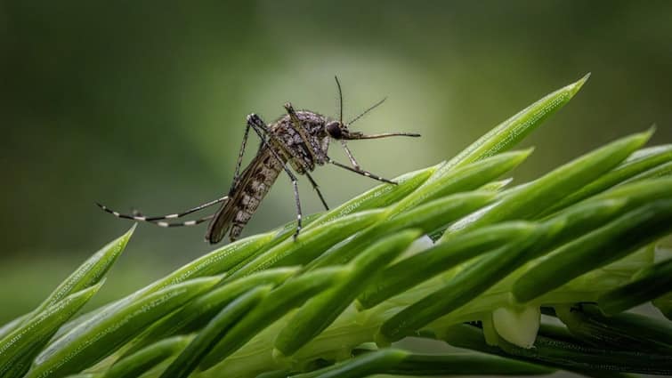 Karnataka Declares Dengue Epidemic Know Regulations Penalties In Place BBMP mosquito breeding Karnataka Declares Dengue An Epidemic: Know Regulations & Penalties In Place