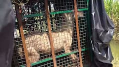 Wolf Scare Continues In UP As 5-Year-Old Attacked By Man-Eater In Bahraich