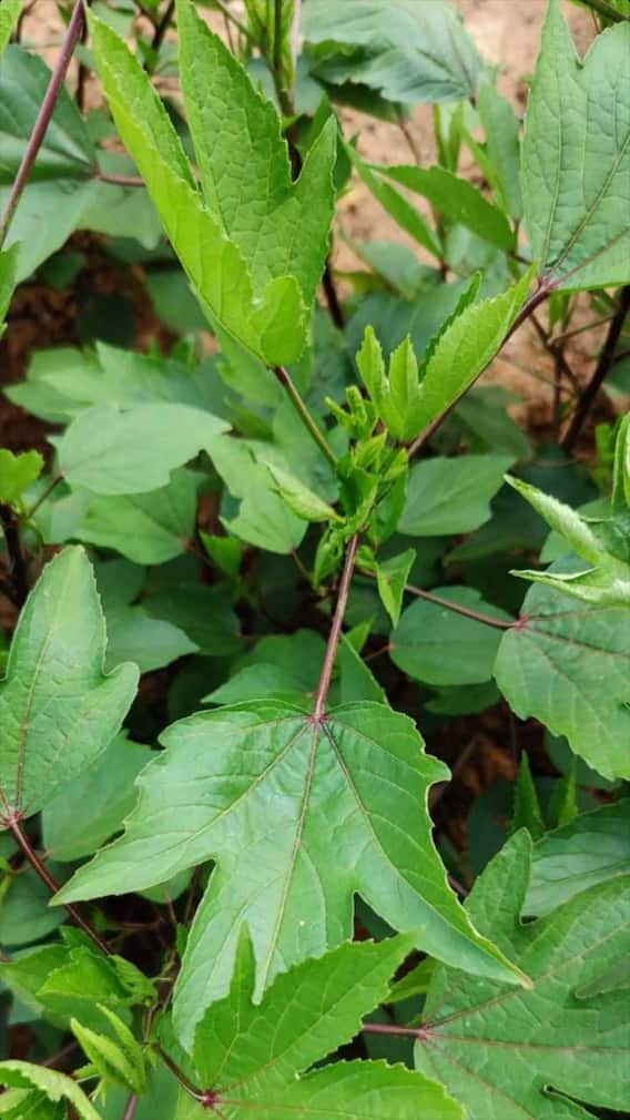 కిడ్నీలో రాళ్లుంటే గోంగూర తినకూడదా?