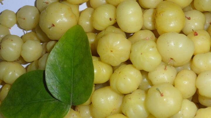 শরীর থেকে টক্সিন দূর করতে পারে আমলকি। পাশাপাশি লিভারের স্বাস্থ্য ভাল রাখে আমলা।