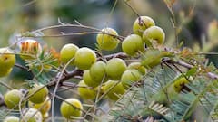 Amla Benefits: খালি পেটে খেয়ে নিন একটা আমলকি, গুণ জানলে চমকে যাবেন