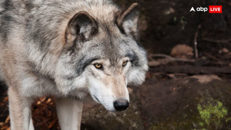 Wolf smells its prey from two kilometers away know how this animal attacks भेड़िया दो किलीमीटर दूर से सूंघ लेता है अपना शिकार, जानिए ये जानवर कैसे करता है हमला