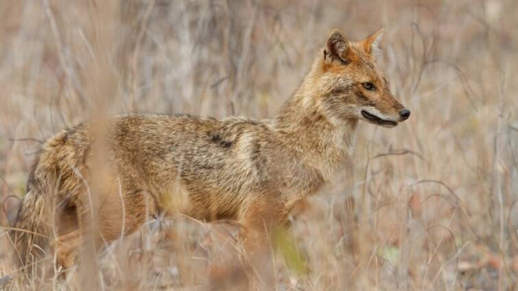 Uttar pradesh hamirpur Villagers Kill Jackal For Attacking 6 People UP: Villagers Kill Jackal For Attacking 6 People In Hamirpur