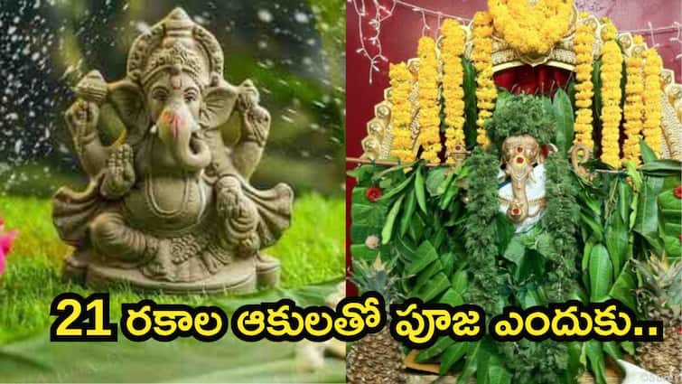 Ganesh Chaturthi 2024 behind the reason of useing 21 types of patra in ganesha pooja and Here Are the Medicinal Benefits of 21 Leaves  Here Are the Medicinal Benefits of 21 Leaves Used for Lord Ganesha PujaMedicinal Benefits of 21 Leaves Used for Lord Ganesha Puja Ganesh Chaturthi 2024: గణపతిని 21 ఆకులతోనే ఎందుకు పూజించాలి..ఆ పత్రి ఏంటో తెలుసా!