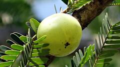 Amla Benefits: খালি পেটে খেয়ে নিন একটা আমলকি, গুণ জানলে চমকে যাবেন