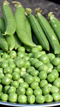 ਕਿਹੜੇ ਲੋਕਾਂ ਨੂੰ ਮਟਰ ਨਹੀਂ ਖਾਣੇ ਚਾਹੀਦੇ? ਪੌਸ਼ਟਿਕ ਹੋਣ ਦੇ ਬਾਵਜੂਦ ਕੁਝ ਸਥਿਤੀਆਂ 'ਚ ਪਰਹੇਜ਼ ਜ਼ਰੂਰੀ