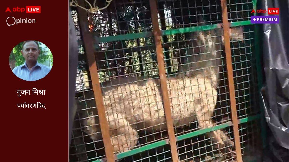 बहराइच में भेड़िए का आतंक बता रहा कुदरत से खिलवाड़, उसकी क्रूरता के लिए हम खुद जिम्मेदार