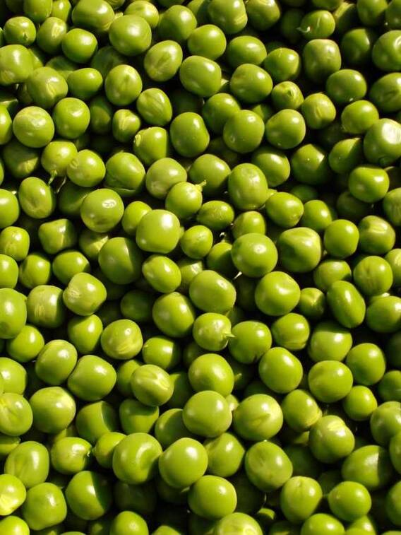 घर पर कैसे उगाएं हरी मटर