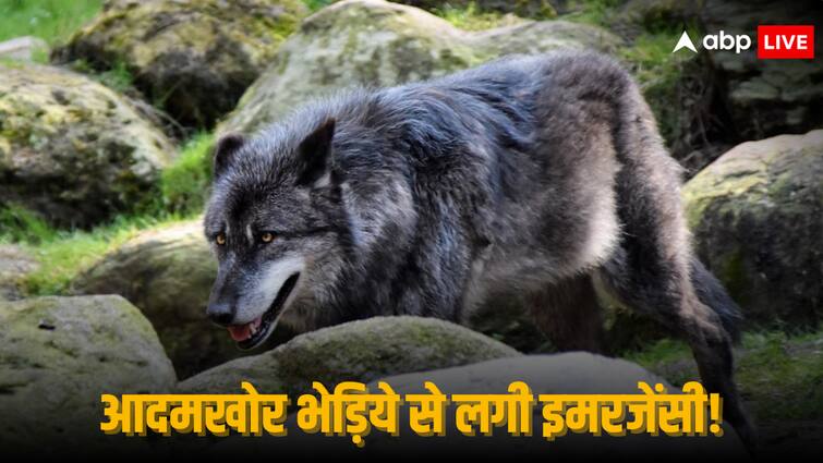 Bahraich Wolf Attack UP Forest Minister Arun Saxena CM Yogi Adityanath Why Wolves Still Not Catch Wolf Attack: कहीं पहरेदारी तो कहीं भजन...भेड़िये के आतंक से 35 गांवों में दहशत, अब तक जारी है 'आदमखोर' की तलाश