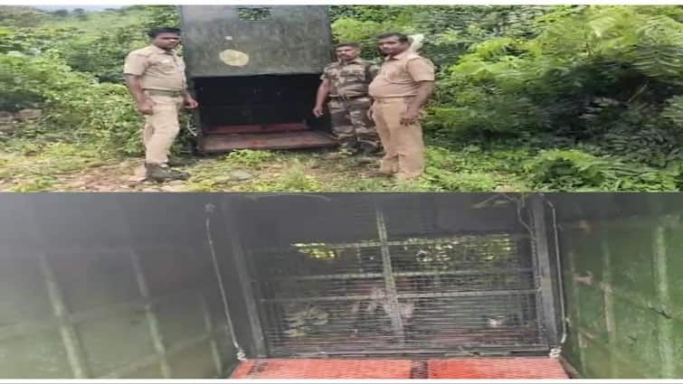 Leopard threatens near Tenkasi, Forest department keeps cage in 2 places தென்காசி அருகே அச்சுறுத்தி வரும் சிறுத்தை..! 2 இடங்களில் கூண்டு வைத்து வனத்துறையினர் தீவிர கண்காணிப்பு..!