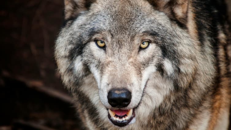 Bahraich doors installed in villages house to protect children from wolves attack ann Bahraich: भेड़िये के हमलों से बचने के लिए ग्रामीण लगा रहे घरों में दरवाजे, दहशत के साये में लोग