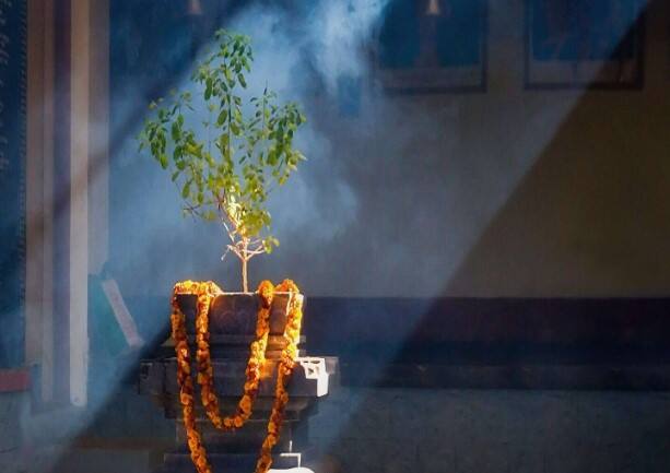 હિંદુ ધર્મમાં તુલસીના છોડનું વિશેષ મહત્વ છે. તુલસીને માતા લક્ષ્મીનું પ્રતિક માનવામાં આવે છે. વાસ્તુશાસ્ત્ર અનુસાર ઘરમાં તુલસીનો છોડ હોવો ખૂબ જ શુભ માનવામાં આવે છે.