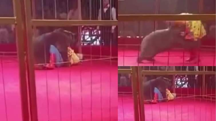 Bear Attacks Trainer In Russian Circus, Audience Left In Horror peta arises question Shocking Video: அச்சச்சோ..! சர்க்கஸில் திடீரென பயிற்சியாளரை பாய்ந்து தாக்கிய கரடி: அதிர்ச்சி வீடியோ..!