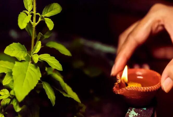 તુલસીના પાન તોડતા પહેલા તેને પ્રણામ કરો અને પછી તોડો. એકાદશી, પૂર્ણિમા અને રવિવારે તુલસીના પાન ન તોડવા.