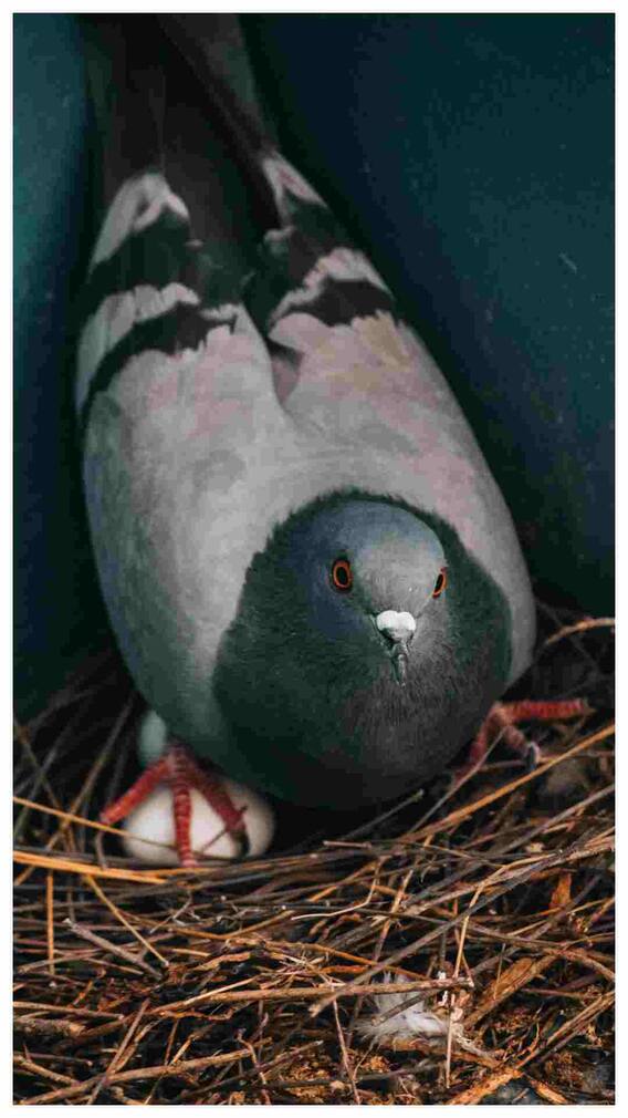 ఇంట్లో పావురం గూడు కడితే...?