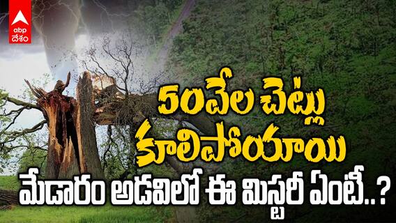 Tornado ravages Medaram forest | మేడారం అడవిలో వేలసంఖ్యలో పెలికించుకుపోయిన వృక్షాలు | ABP Desam