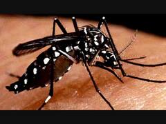 ਕਿੰਨੀ ਹੁੰਦੀ ਹੈ ਮੱਛਰ ਦੀ ਉਮਰ, ਜਾਣੋ