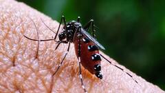 मंकीपॉक्स के बाद अब ओरोपोच वायरस: डेंगू जैसे हैं लक्षण, अमेरिका में अब तक 8000 से ज्यादा मामले