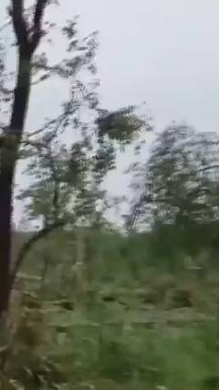 Heavy Rain: मेदाराम वन क्षेत्र में भारी बारिश के कारण उखड़े 50,000 पेड़ | #abpnewsshorts