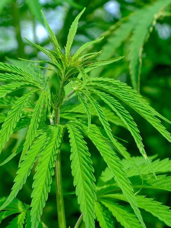 भारत में कहां-कहां होती है भांग की खेती?