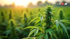 किस राज्य में होती है भांग की खेती? जानें किन चीजों में होता है इस्तेमाल