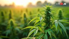 ભાંગની ખેતી કયા રાજ્યમાં થાય છે? જાણો તેનો કઈ વસ્તુઓમાં ઉપયોગ થાય છે