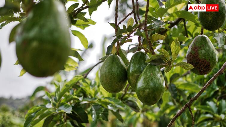 Avocado farming makes farmers rich know in how many years it starts giving fruits सेब-केला छोड़ किसान भाई करें एवोकाडो की खेती, होगी तगड़ी कमाई, जानें कितने सालों में देने लगता है फल