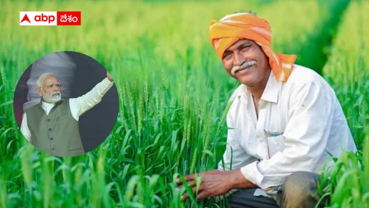 BJP has the support of farmers in Haryana ground reality BJP Farmers Policy : బీజేపీకి 7 పథకాల బలం - రైతుల్లో మార్పు - విపక్షాల వ్యతిరేక ప్రచారం గ్రౌండ్ లెవల్లో రివర్స్ అయిందా ?