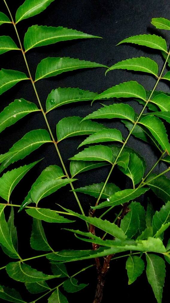 खाली पेट नीम की पत्तियां खाने के फायदे