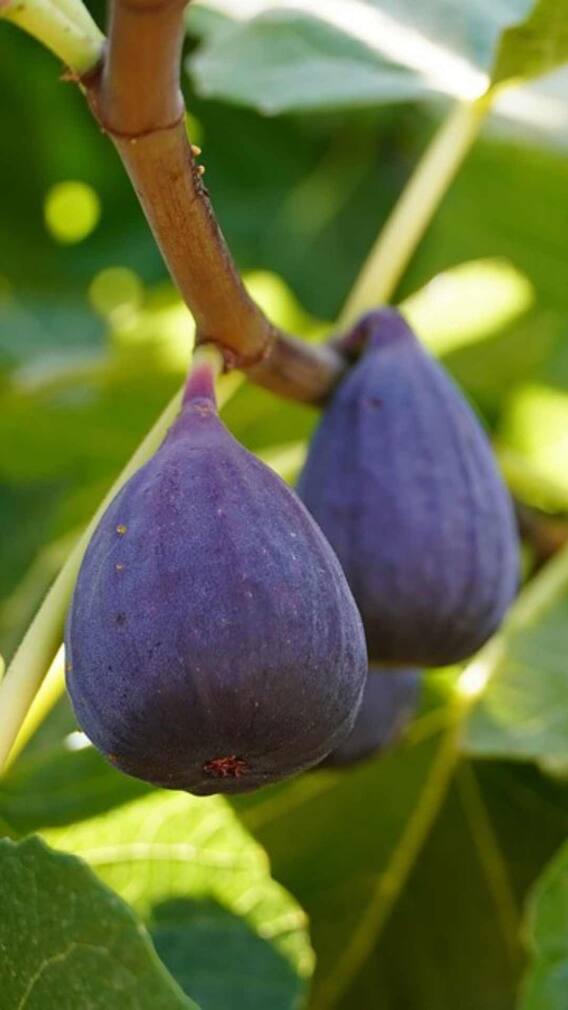 అంజీర్ పండ్లతో మహిళల్లో ఆ సమస్యలకు చెక్!