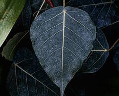 Vinayagar Chaturthi : வினை தீர்க்கும் விநாயகருக்கு இதையெல்லாம் படையல் போடுங்க.. வாழ்க்கை செழித்து இருக்கும்!