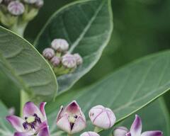 Vinayagar Chaturthi : வினை தீர்க்கும் விநாயகருக்கு இதையெல்லாம் படையல் போடுங்க.. வாழ்க்கை செழித்து இருக்கும்!