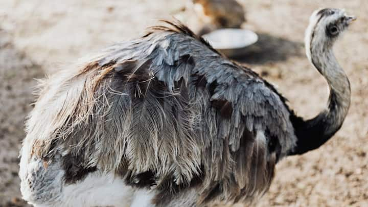 According to the report of ScienceABC, the ostrich hides its eggs in the ground. The reason behind this is that unlike other birds, the ostrich cannot fly. Therefore, it does not make its nest on a tree but by digging a hole in the ground.